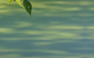 What happened to Dying with Grace?